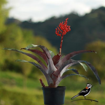 Bromelia Aechmea fulgens