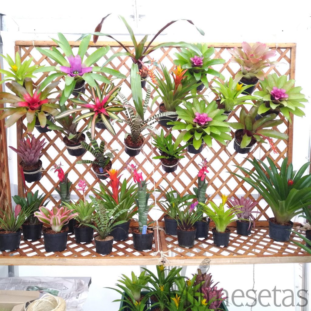 Muestra de Bromelias