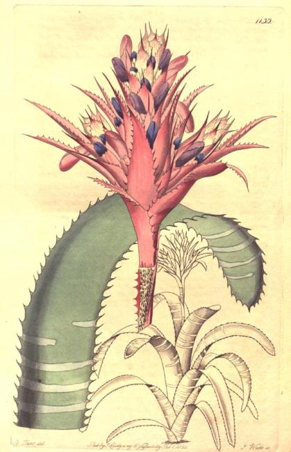 Ilustración Aechmea Fasciata