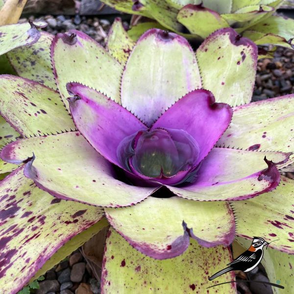 Neoregelia concéntrica