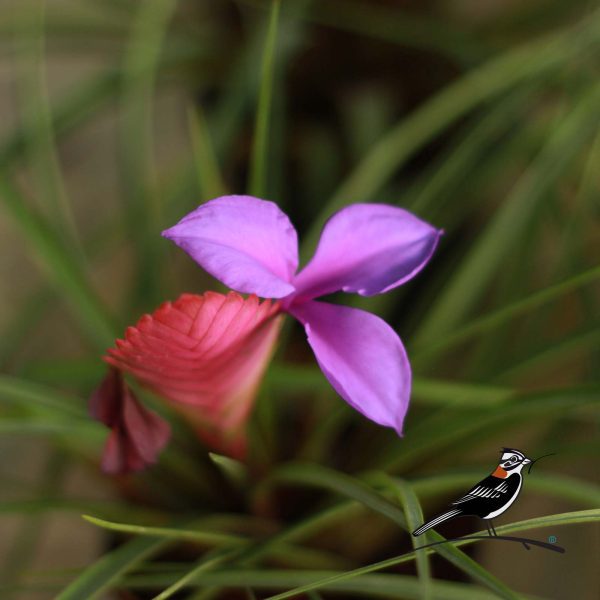 Tillandsia cyanea