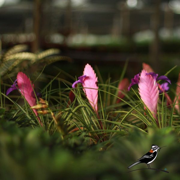 Flor de tillandsia cyanea