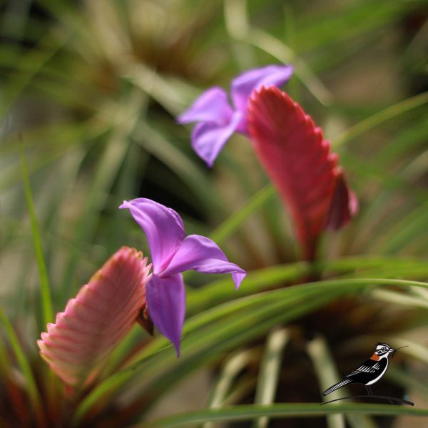 Flor de tillandsia cyanea